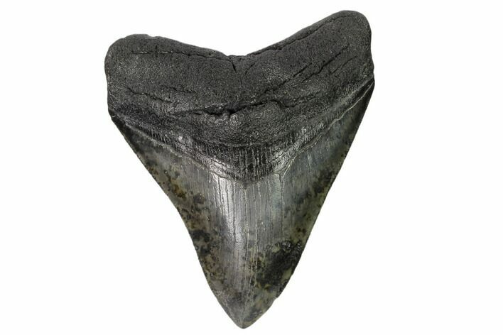 Serrated, Fossil Megalodon Tooth - South Carolina #148728